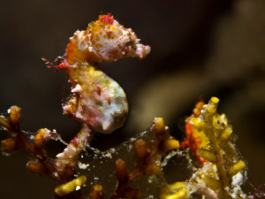 Hippocampus ponthoy by Alex Varani 